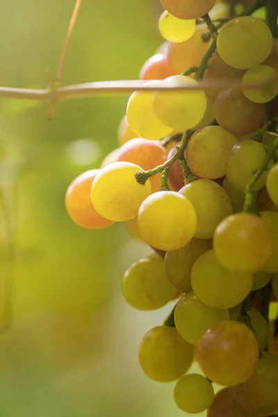 Raisins Frais Mûrs Suspendus Sur Les Champs Vin — Photo