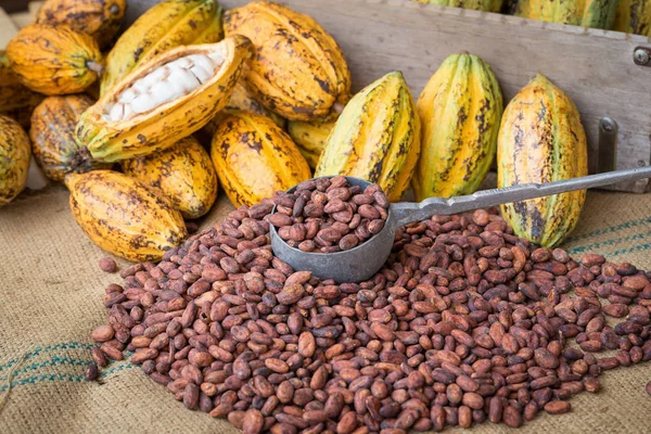 Monodosis de cacao y frijoles maduros sobre fondo rústico de madera — Foto de Stock