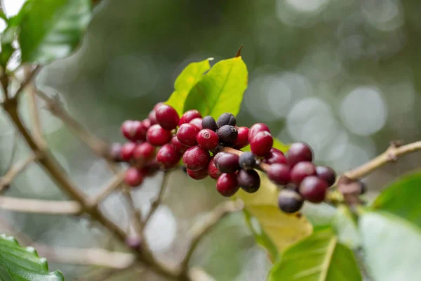 Cercano, Arabica café berrys madurando en el árbol en el norte de tha —  Fotos de Stock