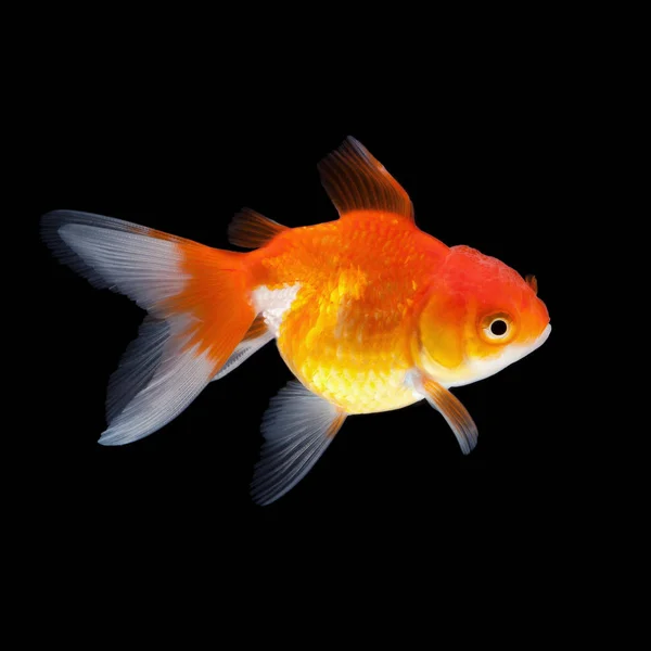 Goldfish isolado no fundo preto — Fotografia de Stock