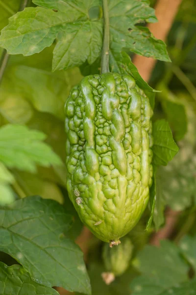 Close View Bitter Gourd Growing Plant — Stock Photo, Image