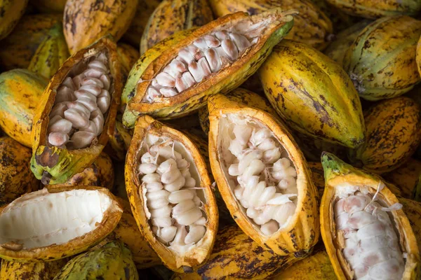 Schließen Sie Die Ansicht Der Rohen Kakaoschoten Hintergrund — Stockfoto