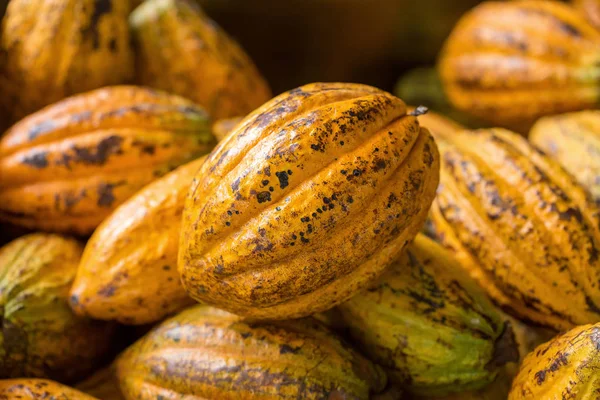 Vista Cercana Granos Cacao Crudos Vainas Cacao — Foto de Stock