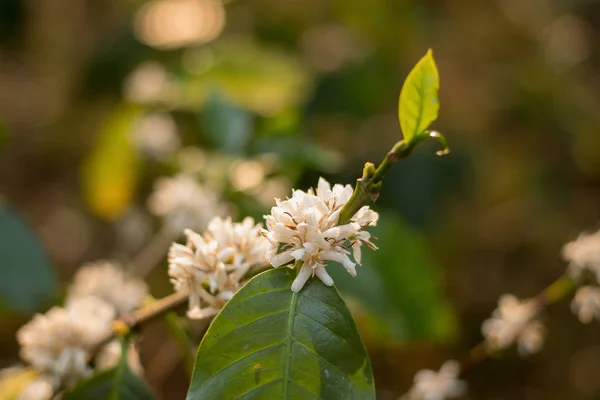 Zárja Nézet Virágzó Fehér Kávé Virág Thaiföld — Stock Fotó