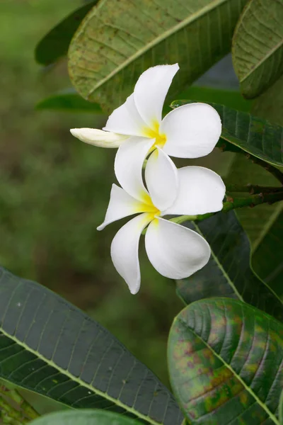 Weergave Van Witte Gele Frangipani Bloemen Met Groene Bladeren Sluiten — Stockfoto