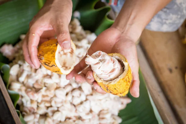 Opened raw fresh cocoa pod in hands with beans inside. — Stock Photo, Image