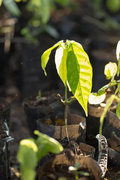 Closeup of cocoa trees in seeding bags, in greenhouse.