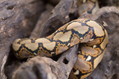 desen Boa yılanı cilt görünümünü kapat 