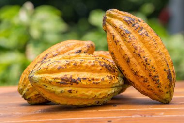 ahşap arka plan üzerinde ham kakao bakla