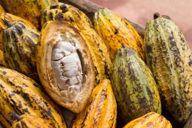 ahşap arka plan üzerinde ham kakao bakla