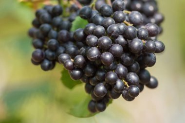 Taze Olgun üzüm şarap alanların asılı