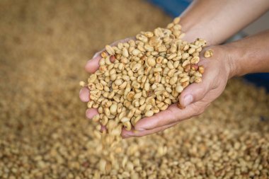 taze çiğ kahve çekirdekleri el ve çiğ kahve çekirdekleri arka plan üzerinde kurutulmuş.