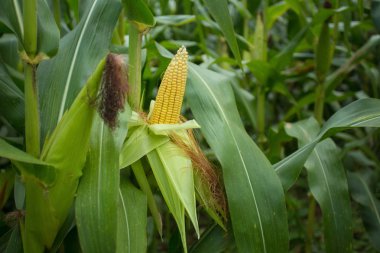 Tarım yeşil olgun Mısır alanının görünümü
