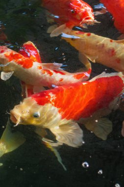 Koi, süslü sazan içinde su yüzeyi üzerinde yüzüyor