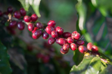 Kuzey Tayland ağaçta olgunlaşma Arabica kahve çekirdekleri