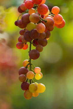 Taze Olgun üzüm şarap alanların asılı