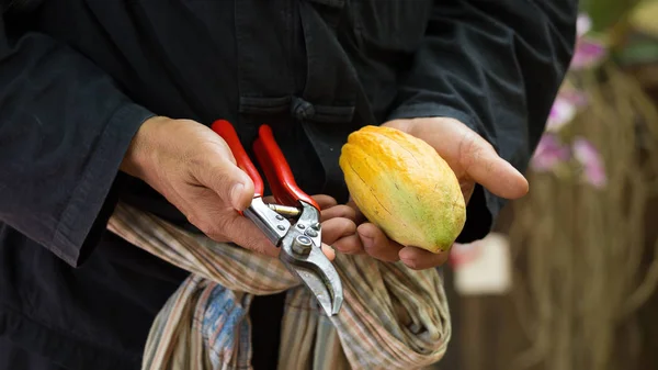 Cacao pods on hand, cacao farm tree