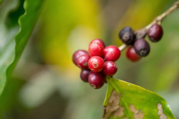 Nahaufnahme, Arabica-Kaffeebeeren reifen auf einem Baum im Norden des Landes — Stockfoto