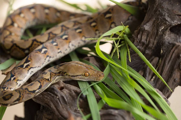 Vista Cercana Pitón Reticulado Serpiente Boa Constrictor — Foto de Stock