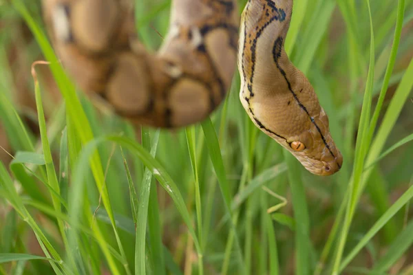 緑の草にボア蛇の表示を閉じる — ストック写真