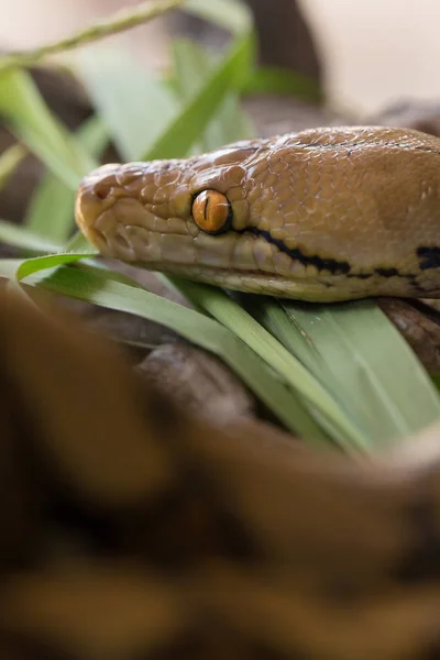 Pitón reticulado, serpiente Boa constrictora en rama de árbol — Foto de Stock