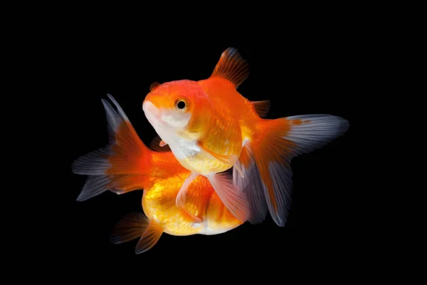 Goldfish isolado no fundo preto — Fotografia de Stock