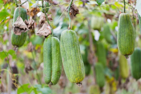 Luffa Kalebass Växt Trädgården Luffa Hypocysta — Stockfoto