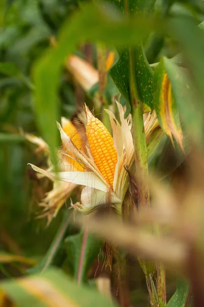 Vista Del Campo Grano Maturo Verde Agricolo — Foto Stock