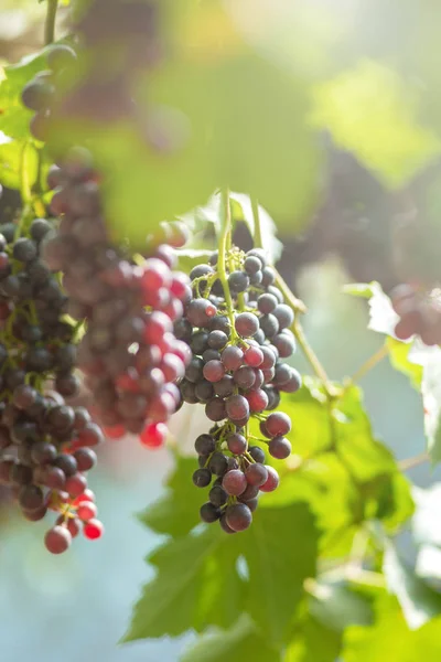 Raisins Frais Mûrs Suspendus Sur Les Champs Vin — Photo