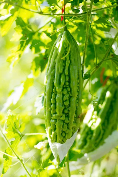 Bittere Komkommer Opknoping Boom Tuin — Stockfoto