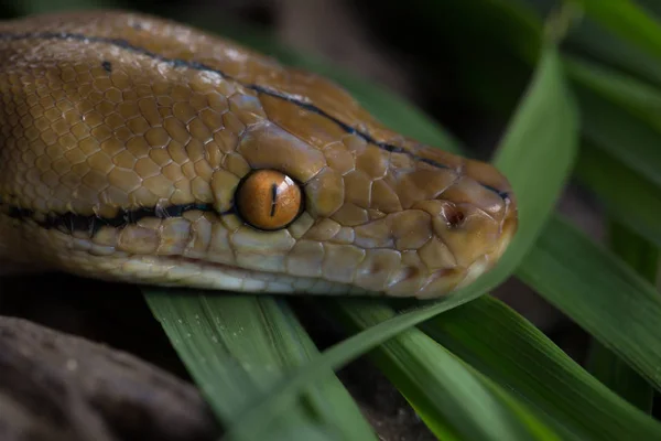 Vue Rapprochée Python Réticulé Serpent Constricteur Boa — Photo