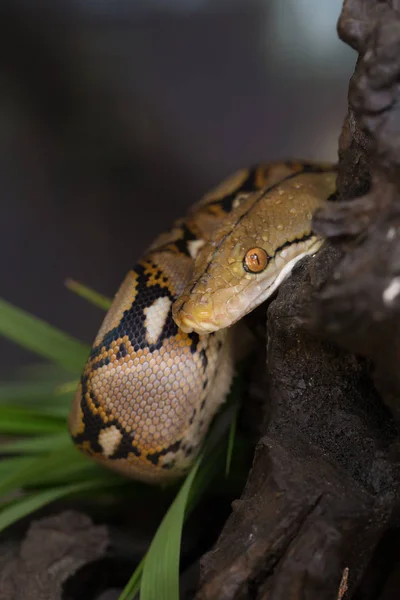 Vista Cercana Pitón Reticulado Serpiente Boa Constrictor — Foto de Stock