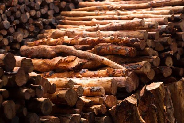 Firewood Stacked Prepared Winter Pile Wood Logs — Stock Photo, Image
