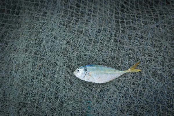 Peixes Secos Salgados Redes Pesca Sobre Fundo Madeira — Fotografia de Stock