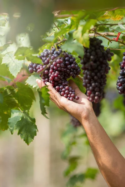 新鲜成熟的葡萄挂在酒地里 — 图库照片