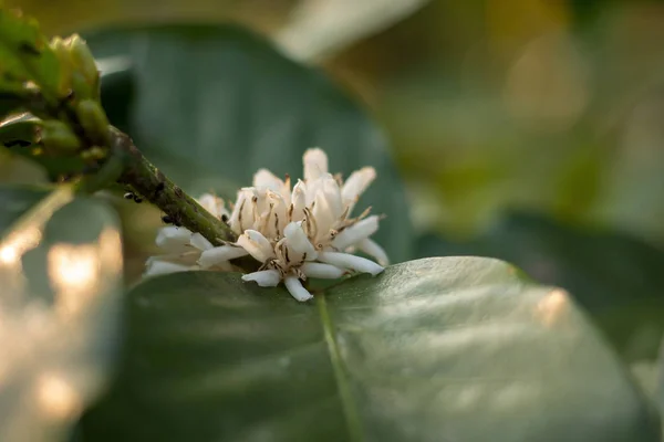 Sluiten Van Weergave Van Bloei Witte Koffie Bloemen Boom Thailand — Stockfoto