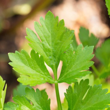 Bahçede yeşil çim maydanoz görünümü Kapat