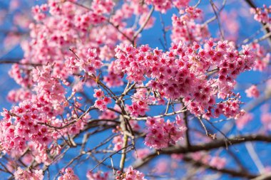 Vahşi Himalaya Cherry blossom kapalı görünüm