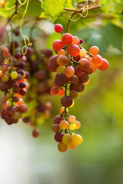 Taze Olgun üzüm şarap alanların asılı