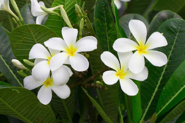 Vue Rapprochée Des Fleurs Frangipani Blanches Jaunes Aux Feuilles Vertes — Photo