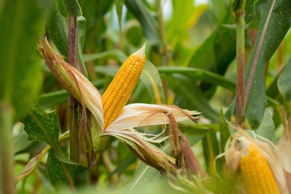 Nézd Mezőgazdasági Zöld Érett Kukorica Területen — Stock Fotó
