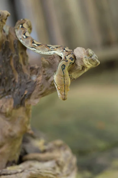 Vista Cercana Pitón Reticulado Serpiente Boa Constrictor — Foto de Stock