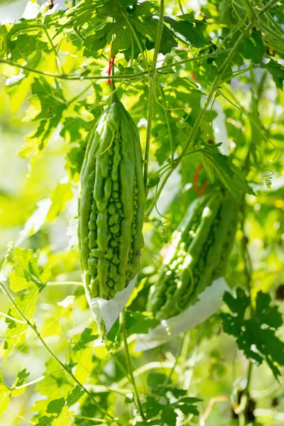 Bittra Gurka Hänger Trädet Trädgården — Stockfoto