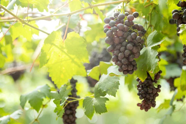 Uve Fresche Mature Appese Campi Vino — Foto Stock