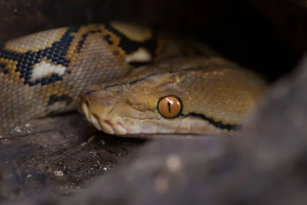 Vue Rapprochée Python Réticulé Serpent Constricteur Boa — Photo