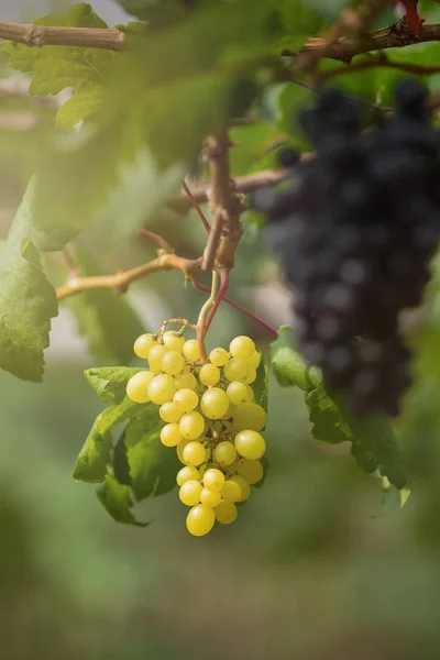 Uvas Frescas Maduras Colgando Campos Vino —  Fotos de Stock