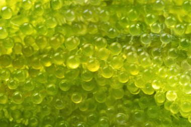 Oval deniz üzüm yosun (yeşil havyar görünümü Kapat)