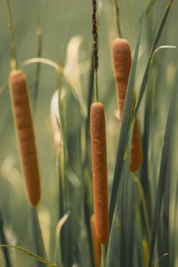Bataklık üzerinde yeşil bulrushes görünümü Kapat