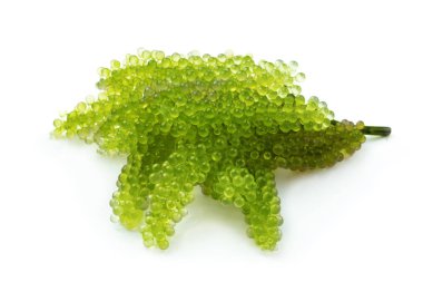 Beyaz arka plan üzerinde izole oval deniz üzüm deniz yosunu