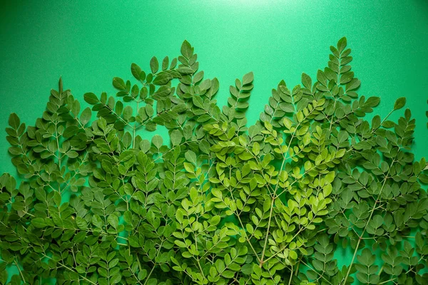 Yeşil arka plan üzerinde taze Moringa yeşil yaprakları